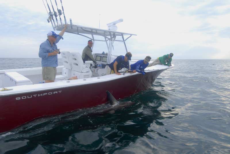 Thresher and blue shark frenzy off the coast of Maine