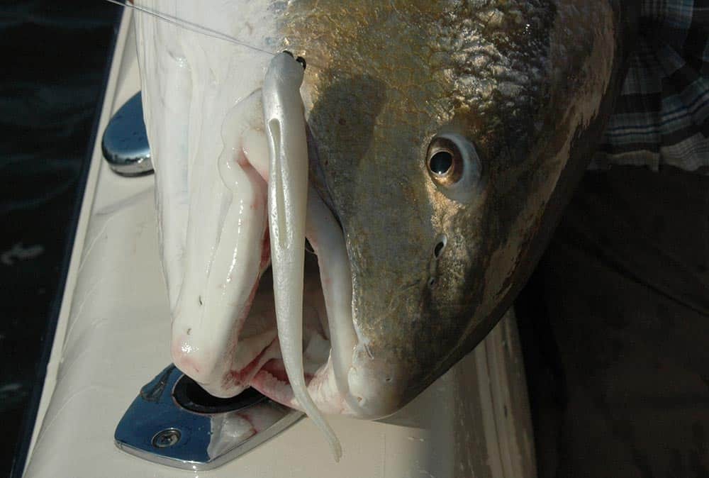Bull redfish hooked with fishing lure