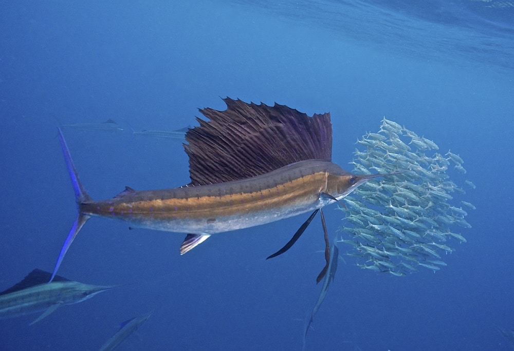 Sailfish feeding on a bait ball