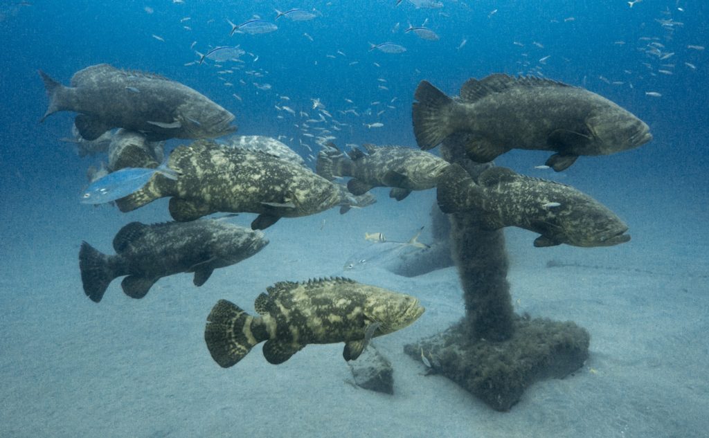 Underwater world of Florida Game Fish -- goliath grouper