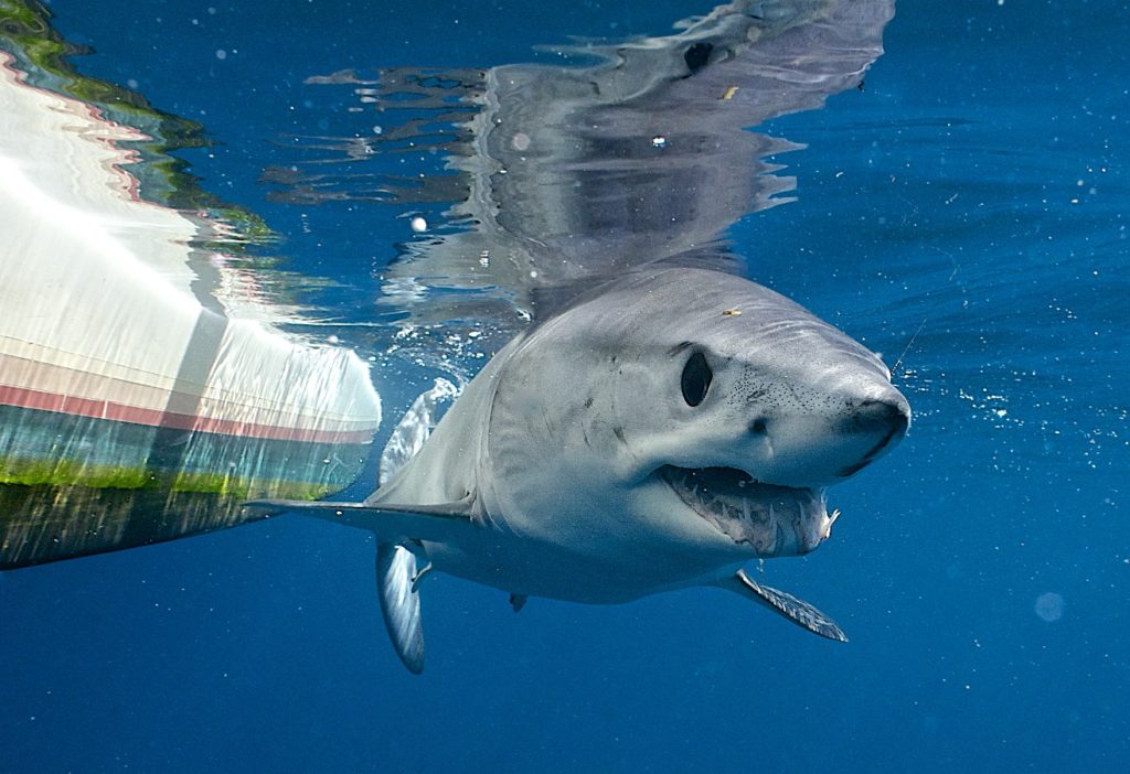 Mako shark underwater Bahamas fishing