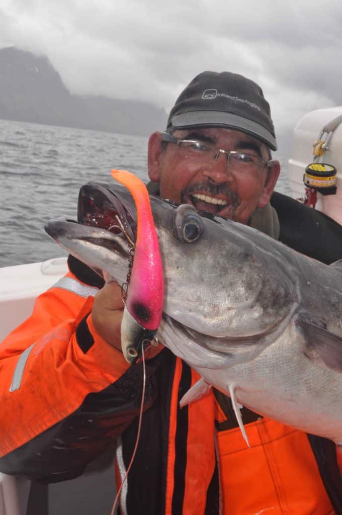 Coalfish caught saltwater fishing Sudavik Iceland