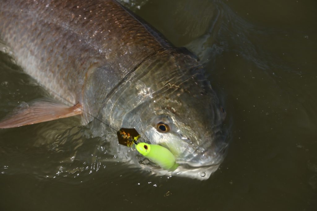Louisiana redfish free for all — redfish on a Z-Man Chatterbait