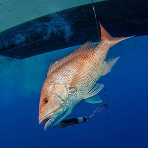 Red Snapper on Fish Descender Device