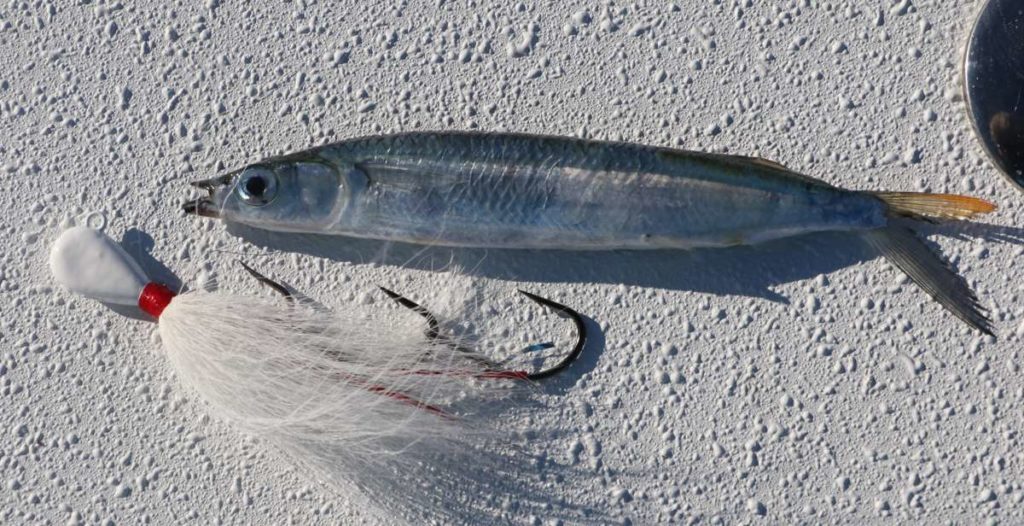 Drift-Fish Reefs Using Ballyhoo on Bucktail Jigs