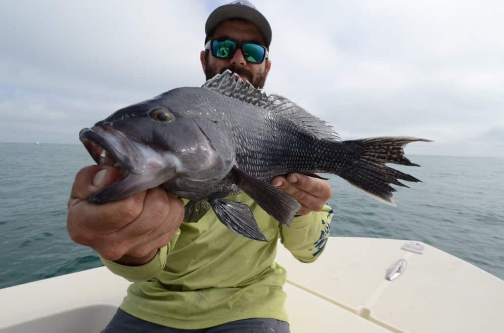 Sea bass caught on a wreck