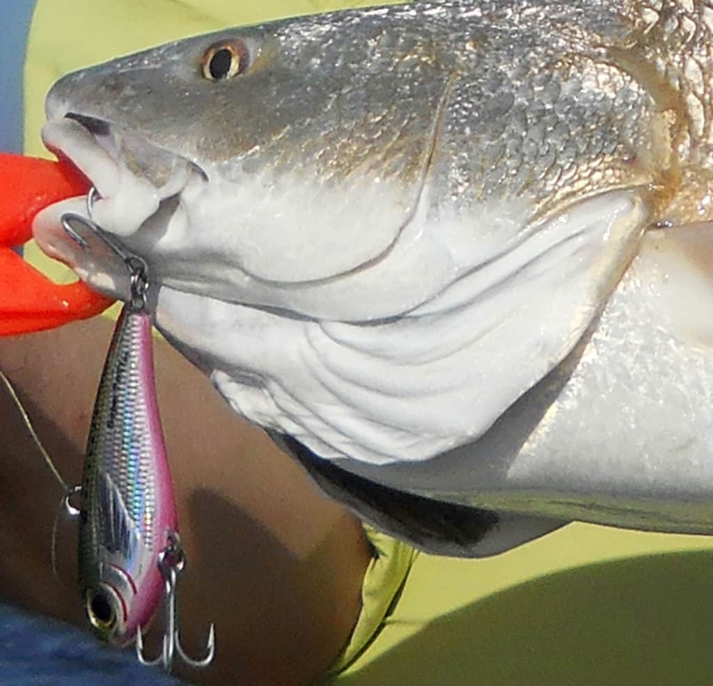 Redfish caught using Bomber Super Pogy Saltwater Grade crankbait