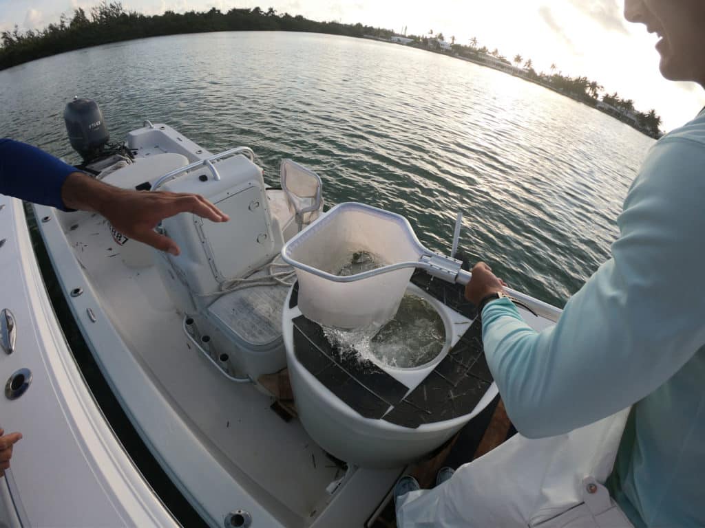 Buying pilchards from a live-bait boat