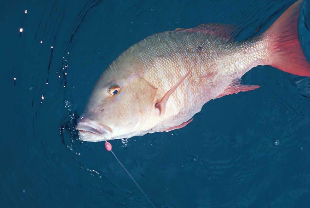 Mutton snapper being brought to the boat