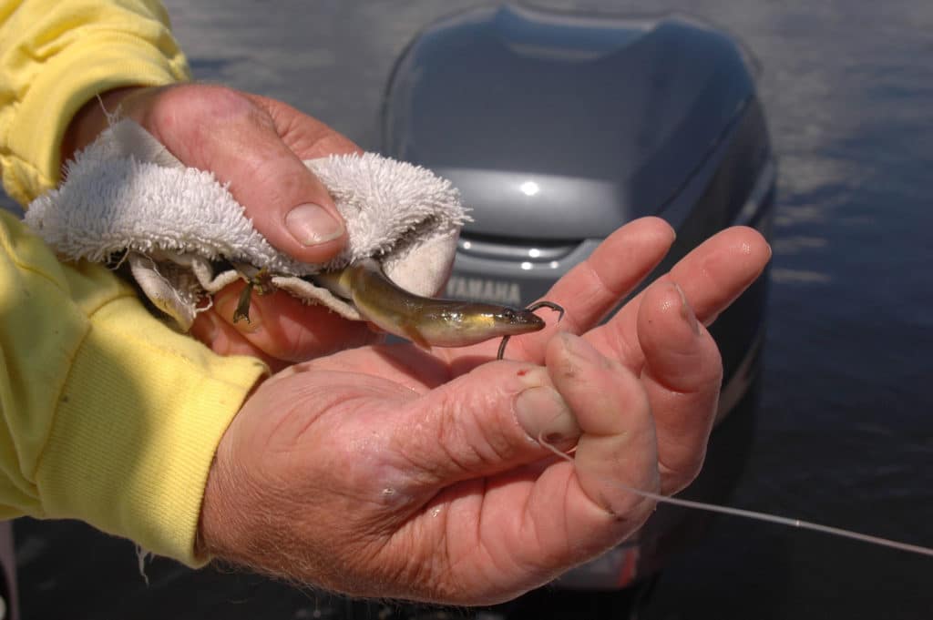 Best Circle Hook Rigs for Striped Bass