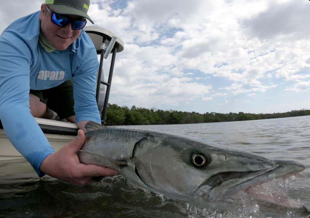 Cuda caught along mangroves