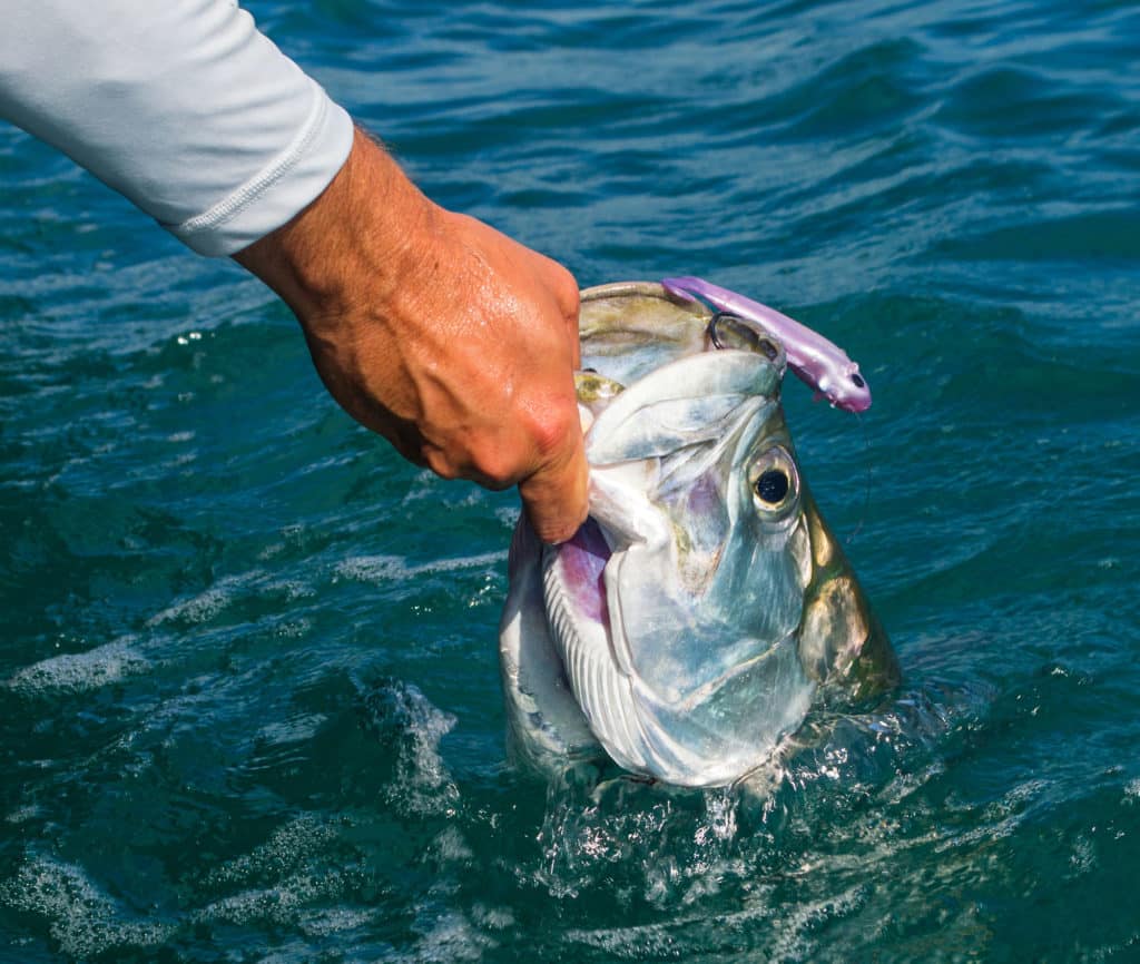 Tarpon caught on D.O.A. Baitbuster