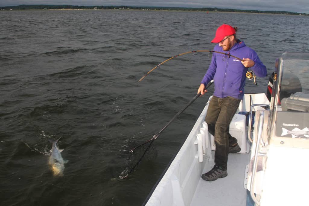 Bluefish caught on live bunker