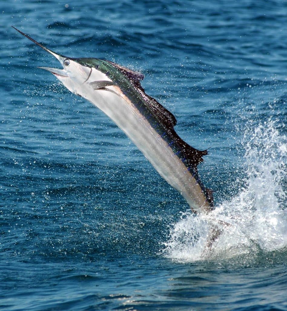 Sailfish jumping out of the water in the Keys