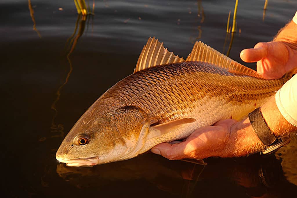 Large redfish caught in the marsh