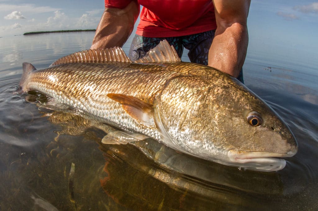 Redfish