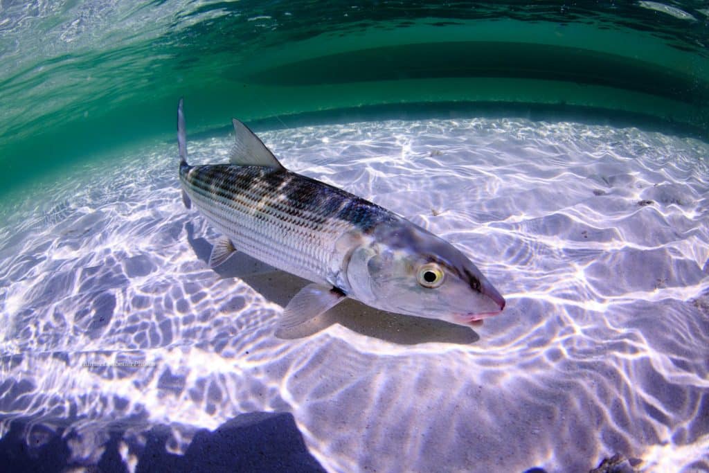 Bonefish on a flat