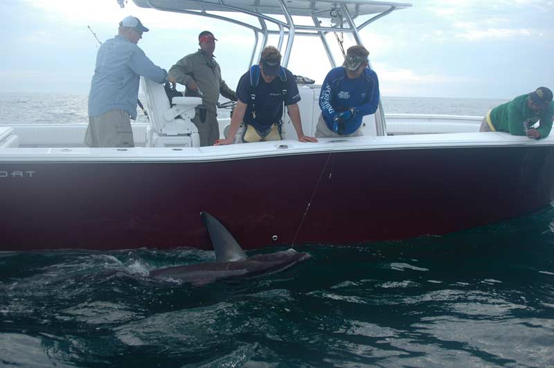 Thresher and blue shark frenzy off the coast of Maine