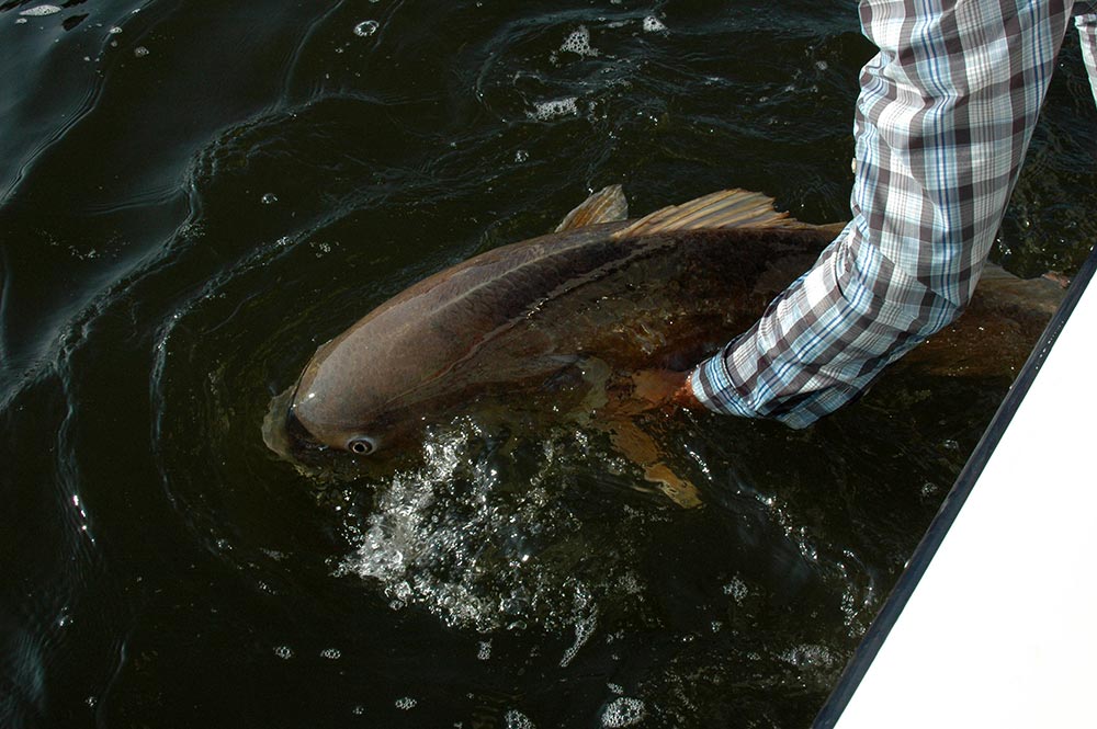 Angler releasing bull redfish while fishing
