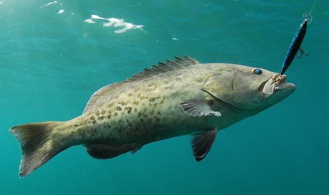 20 - sea0002grouper0005.jpg