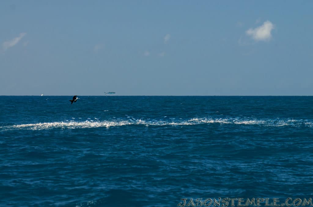Key West Florida kingfish jumping over frigate bird