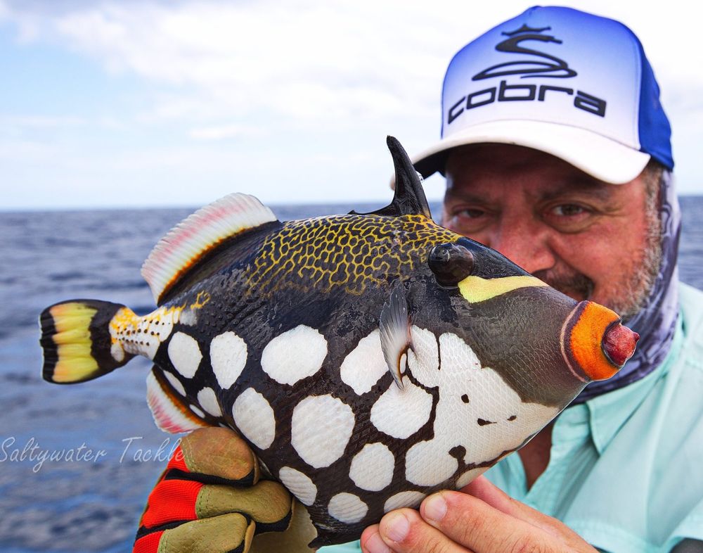 Clown-triggerfish-Madagascar