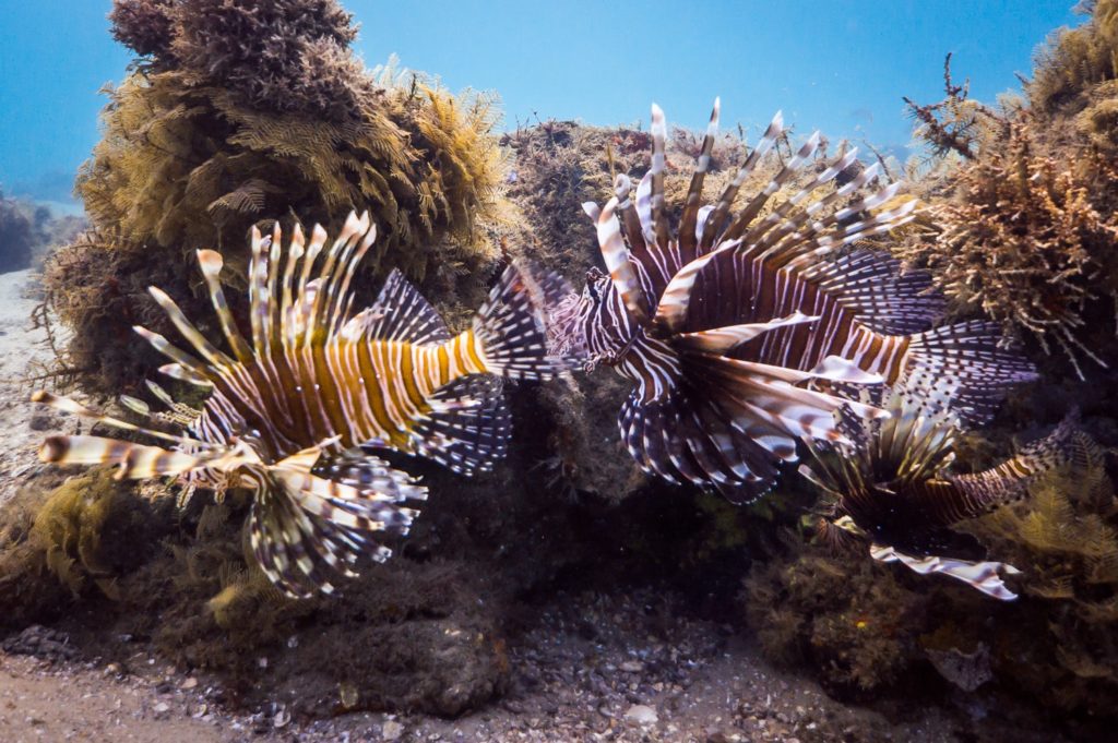 Underwater world of Florida Game Fish -- a lionfish