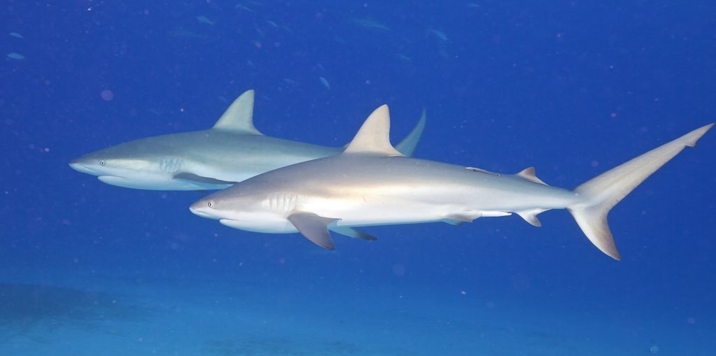 Caribbean reef sharks underwater Bahams
