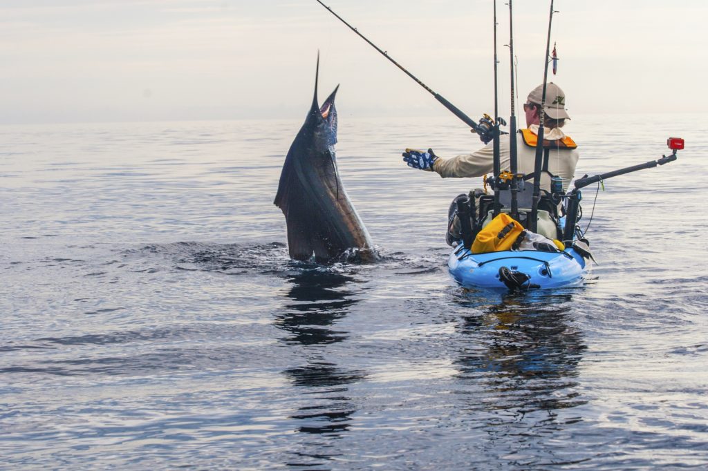 Pacific sailfish caught saltwater kayak fishing Baja's central Sea of Cortez near Loreto