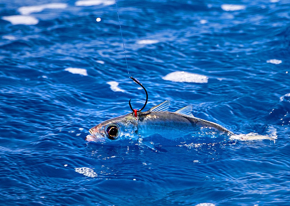 Goggle-eye rigged kite bait flips at ocean surface
