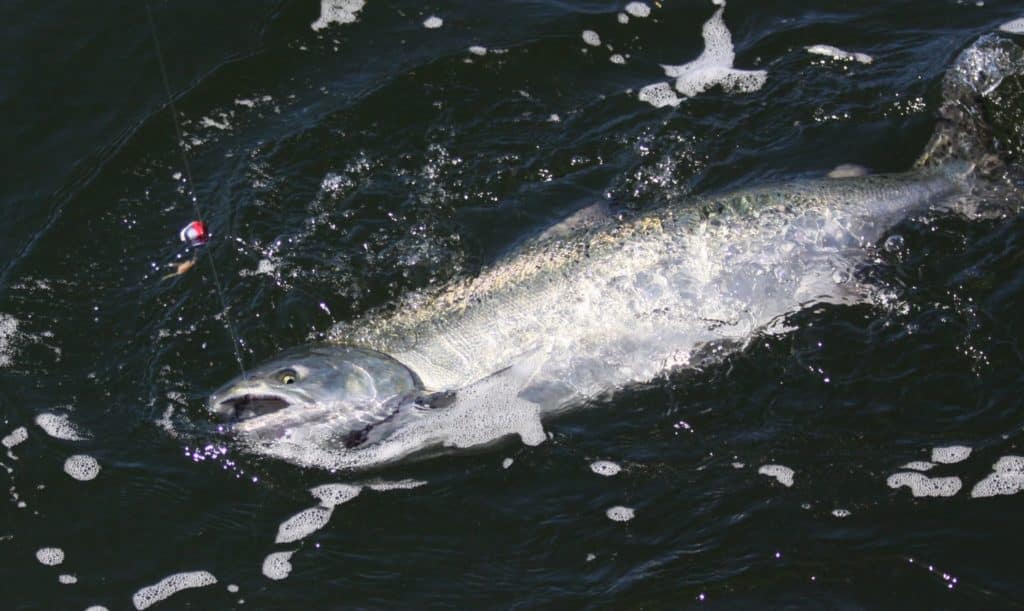 Fishing British Columbia's Spectacular Coast - chinook salmon