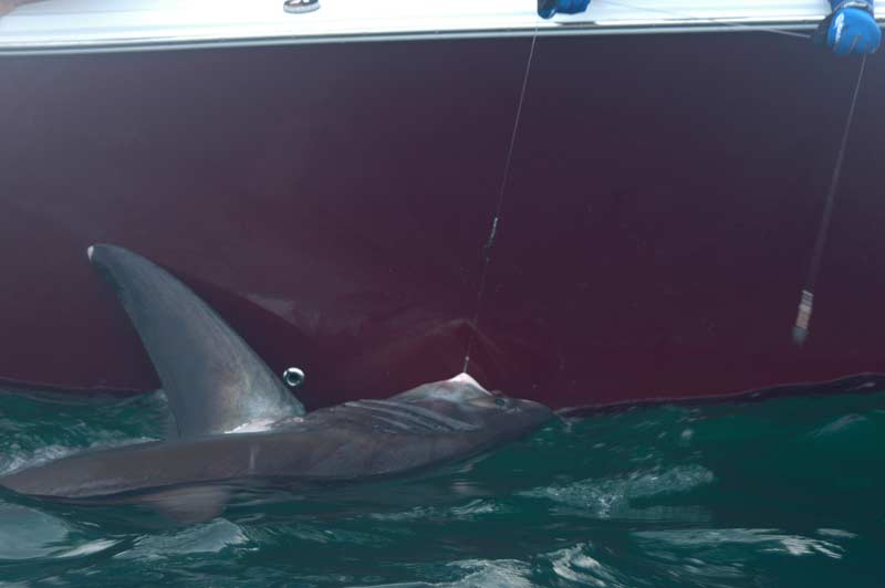 Thresher and blue shark frenzy off the coast of Maine