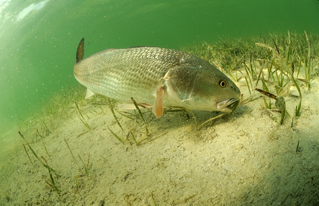 21 - redfish, 00000000_xx_5302_ceb86d55daee8af197b3e2c261869080.jpg