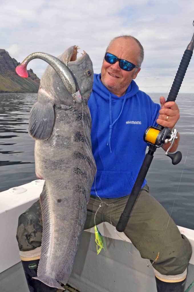 Wolffish caught fishing Sudavik Iceland