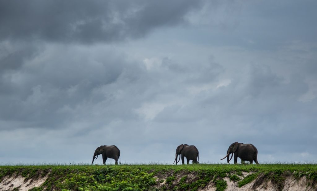 Fishing Gabon's Breathtaking Beaches - Where anglers share beaches with elephants
