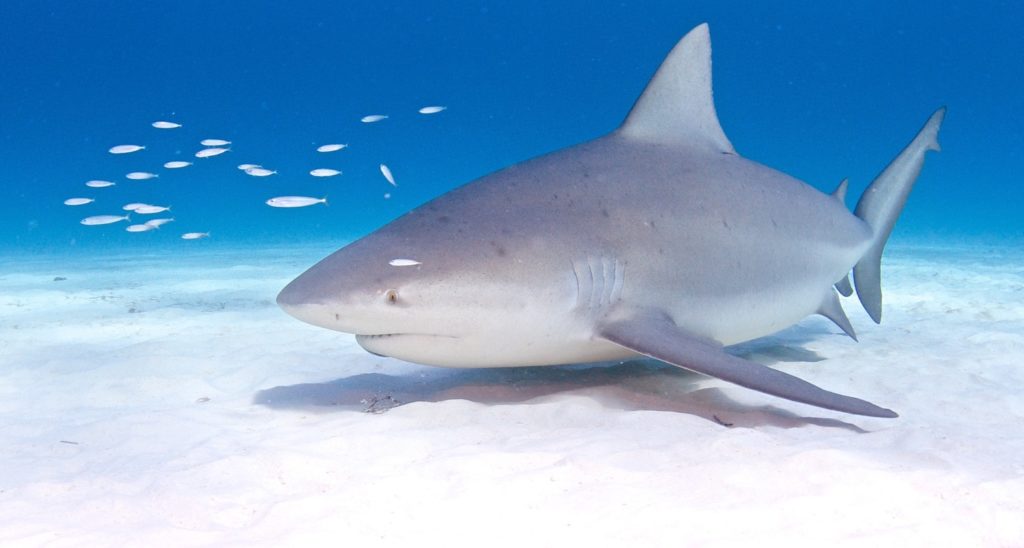 Bahamas bull shark pilot fish