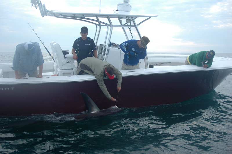 Thresher and blue shark frenzy off the coast of Maine