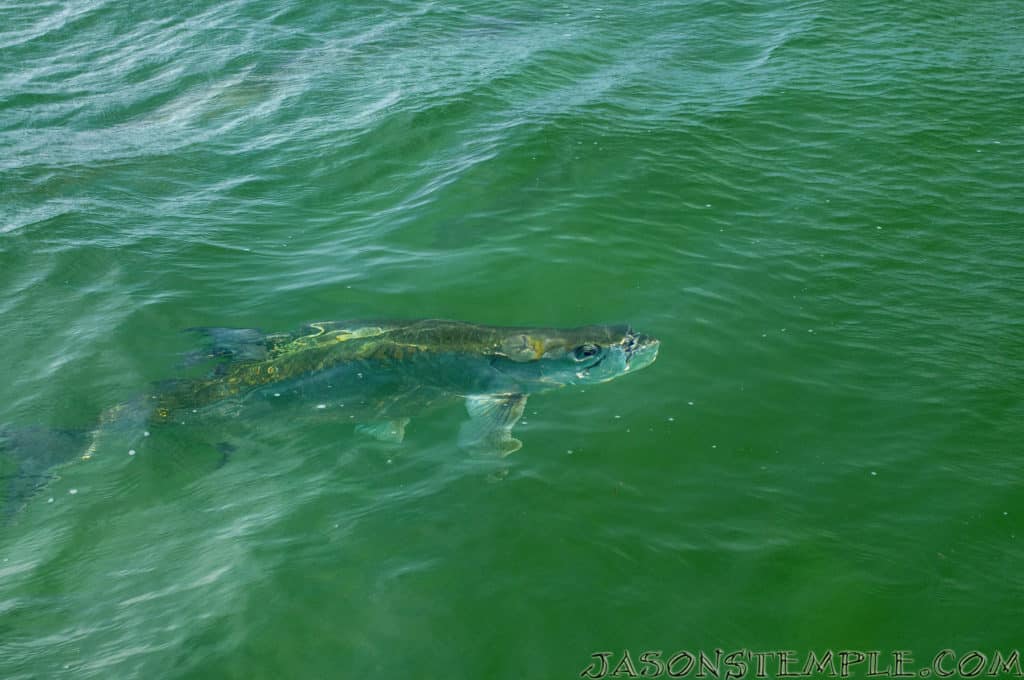 Key West Florida tarpon fishing