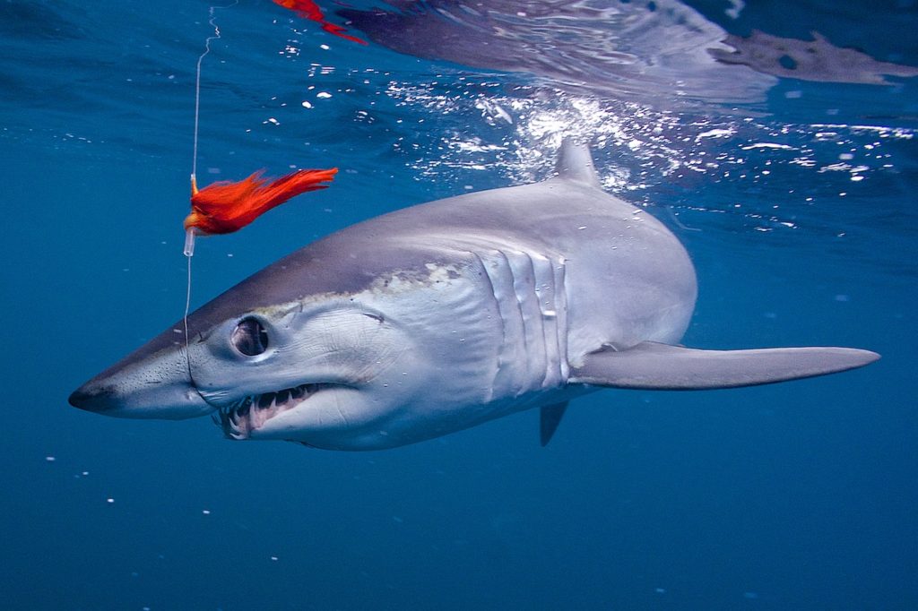 Flyfishing mak shark caught