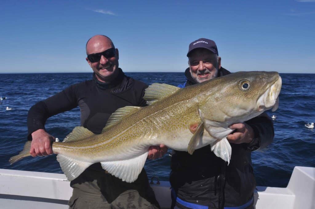 Cod caught fishing Talknafjordur Iceland