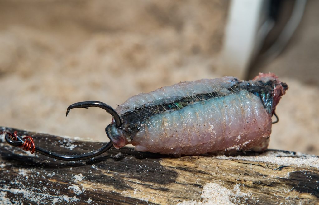 Fishing Gabon's Breathtaking Beaches - a carefully prepared mullet bait