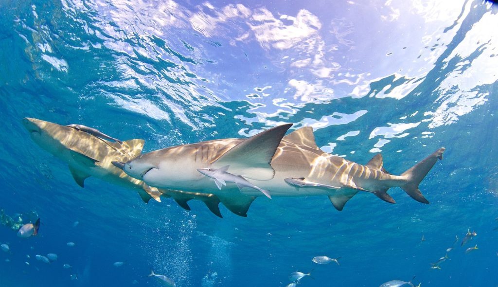 Lemon sharks ocean surface