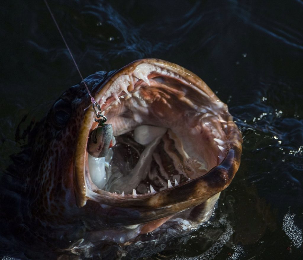 Fishing British Columbia's Spectacular Coast - a lingcod