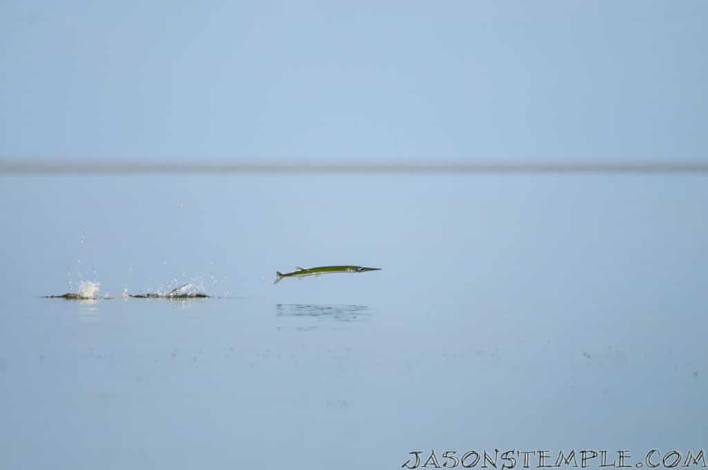 needlefish fishing bait jumping Florida Bay flats