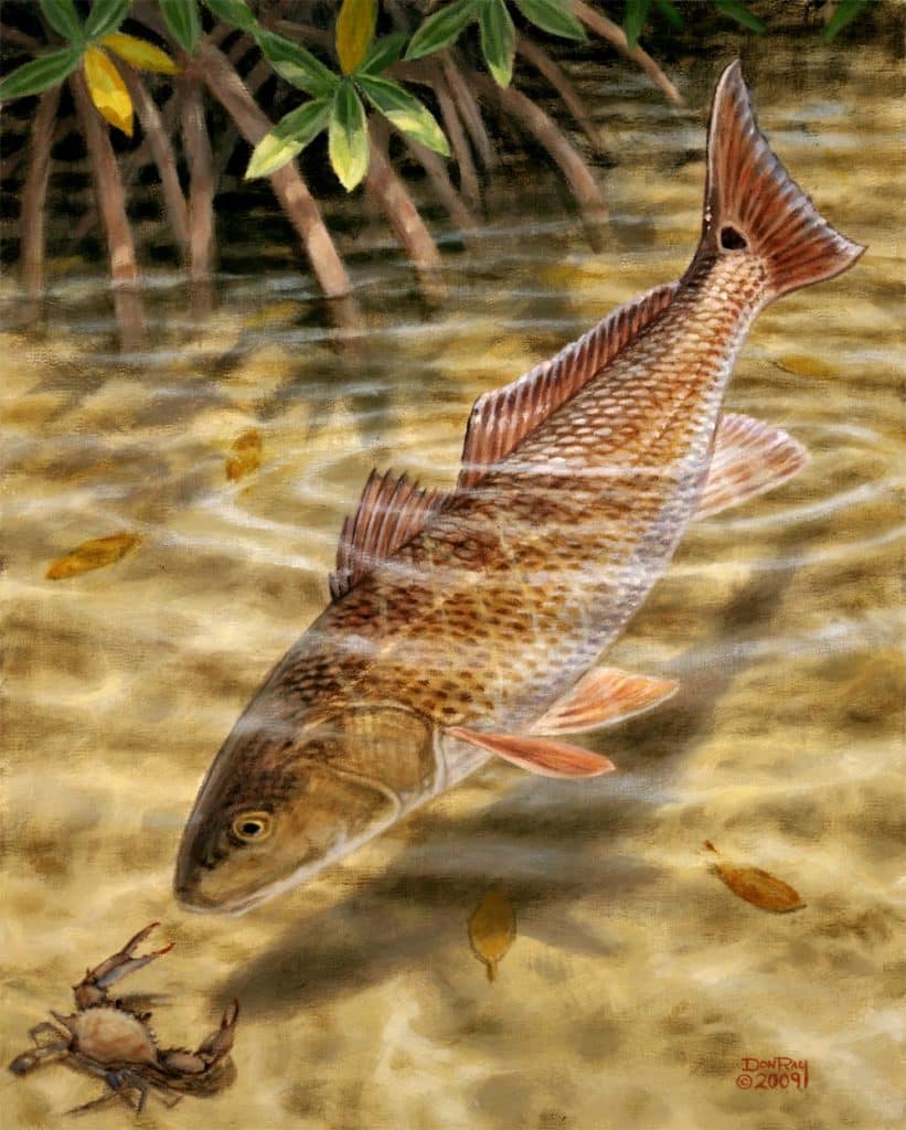 tailing redfish art Don Ray marine fishing artist