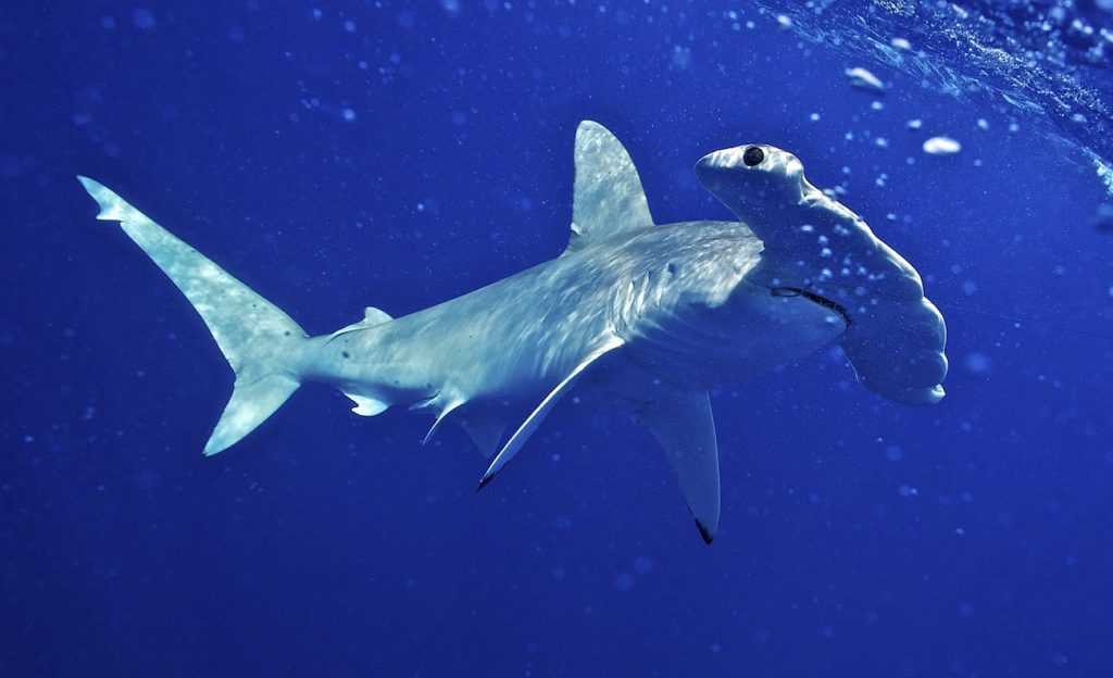 Hammerhead shark underwater