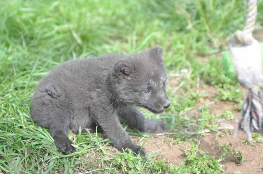 Sudavik Iceland Arctic Fox Centre cub