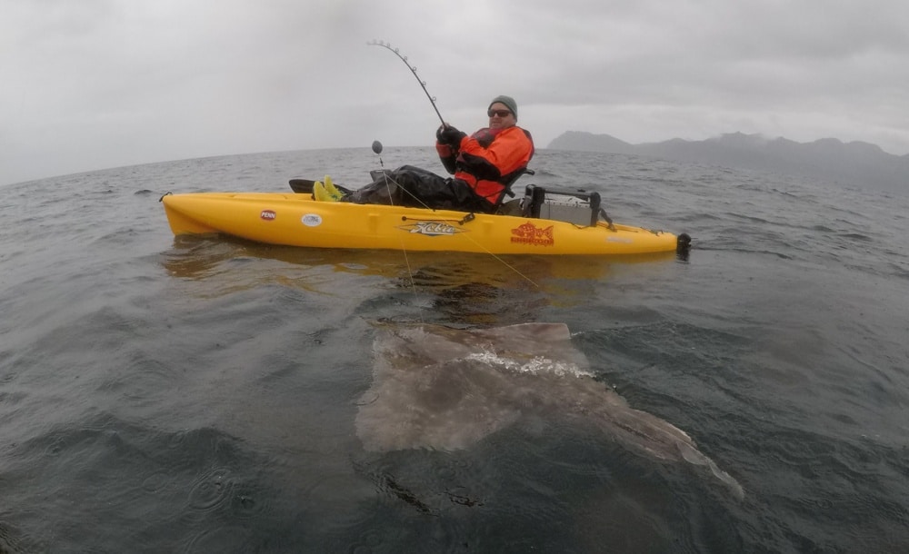 Surprise of the day: A big skate from the kayak