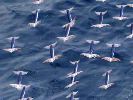 Japanese Flying Squid