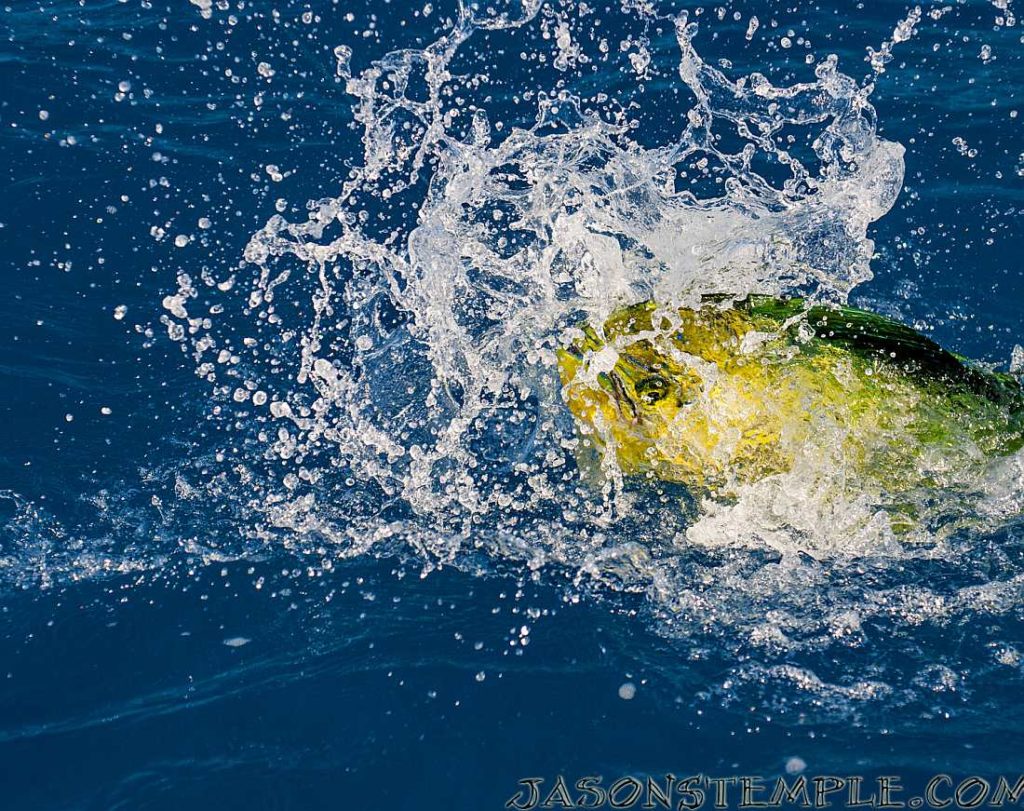 Key West Florida jumping mahi caught deep sea fishing